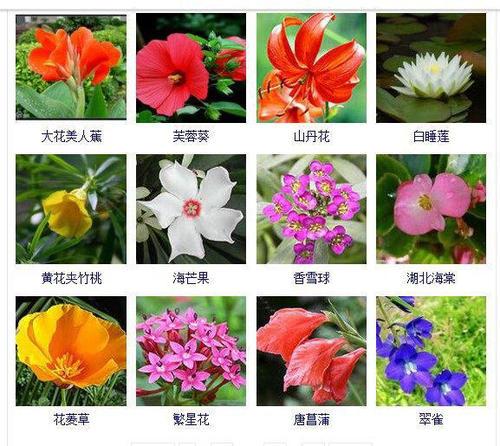 给花卉公司起名字_给花卉公司起名字大全