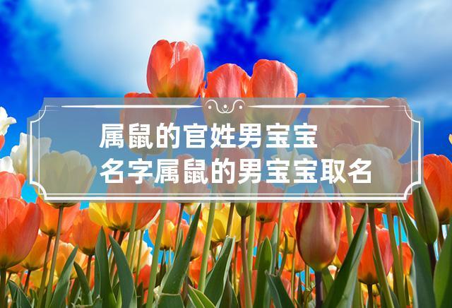 属鼠的公司起名字_属鼠的公司起名字大全