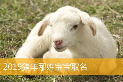 2019猪年宝宝取名宜用的字_