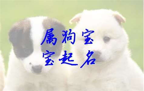 给狗狗起名字_给狗狗起名字什么名字霸气