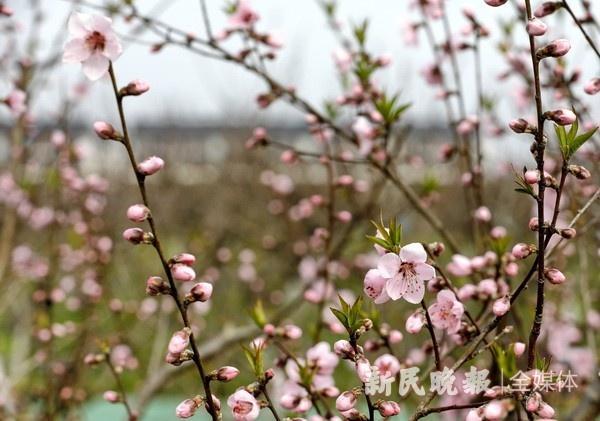 踏玻平原芳草绿，阳春二月有正气是指什么生肖，落实精选答案