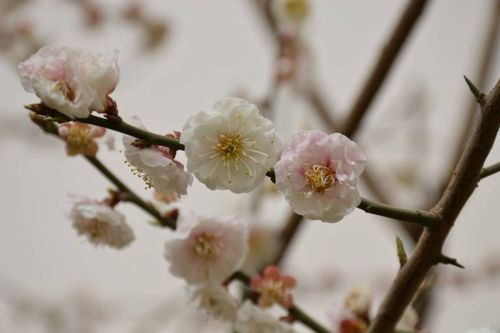 梅花杏花照玉堂是什么生肖，落实精选答案