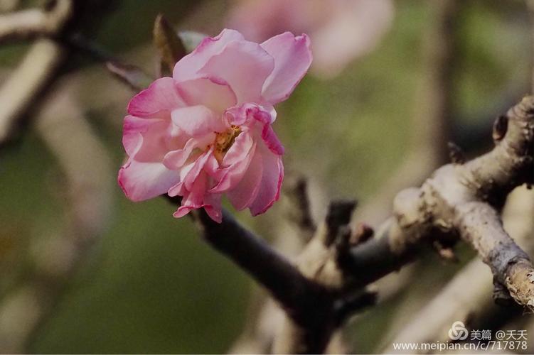 梅花杏花照玉堂是什么生肖，落实精选答案