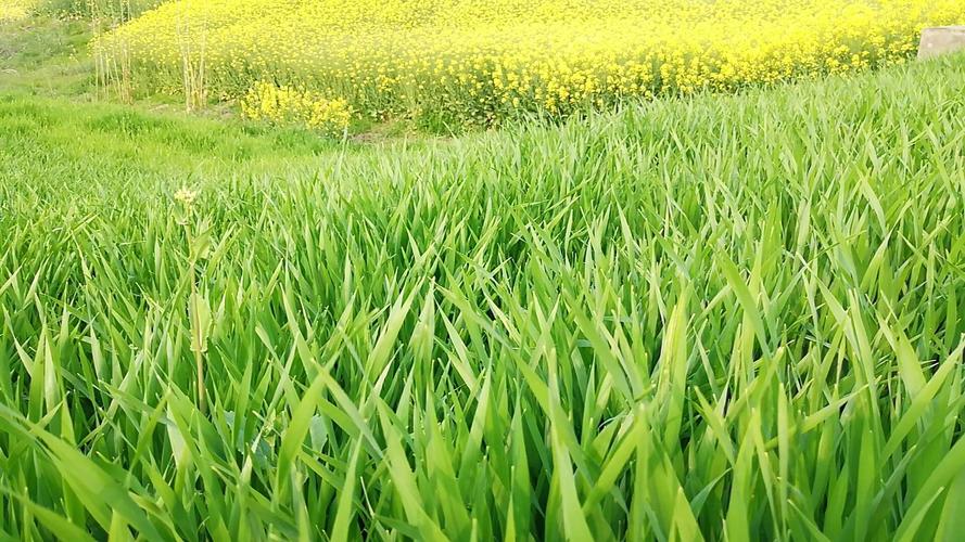 遍地菜花绿油油是什么生肖，精选正文落实