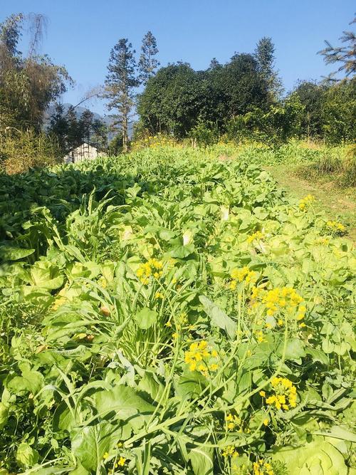 遍地菜花绿油油是什么生肖，精选正文落实