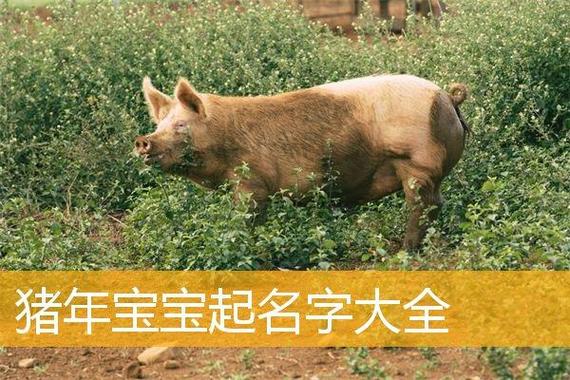 2019猪宝宝取名不好的偏傍_猪宝宝起名禁忌偏旁