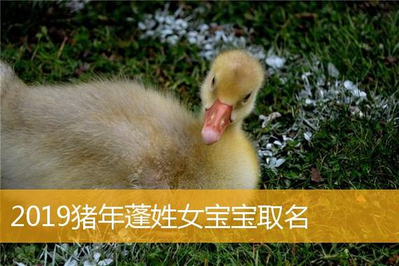 猪年6月出生的宝宝取名_猪年6月出生的宝宝取名字