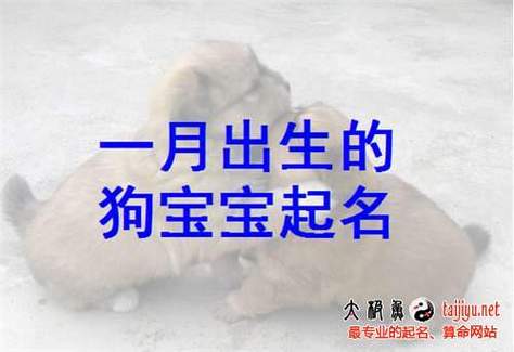 属狗狗宝宝取名大全_属狗狗宝宝取名大全集