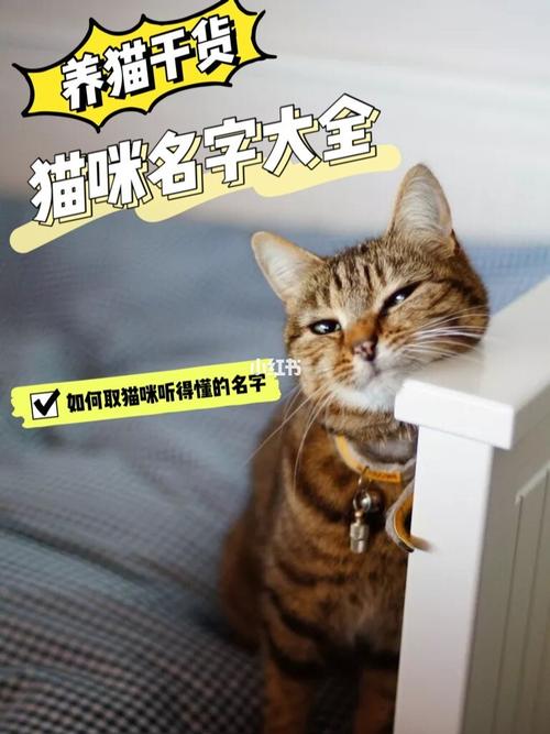 养猫起名搞笑名字大全（养猫起名搞笑名字大全四个字）