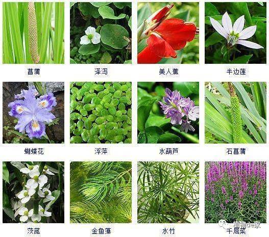 宝宝种植起名字（关于种植的名字大全）