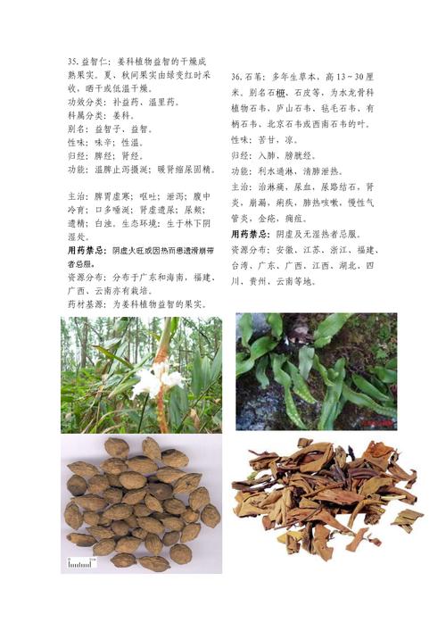 常用中药名称大全（中药名称大全及功效）