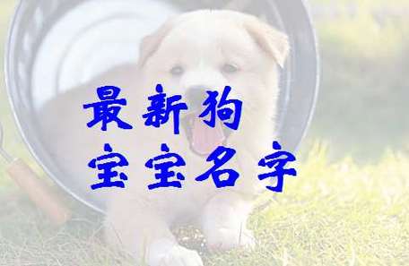 宝宝属狗怎么起名字（宝宝属狗怎么起名字好）