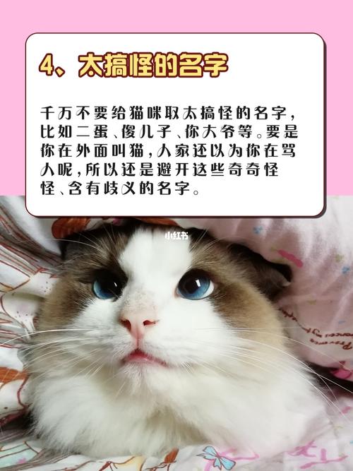 猫咪起名外国名字大全（给猫咪起个外国名字）