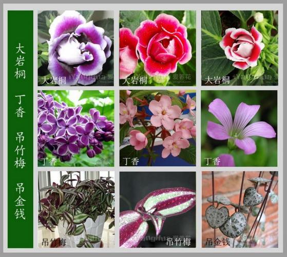 名贵花卉起名字大全（一百种花卉名字）