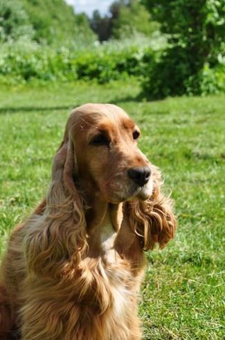 可卡犬起名字大全男孩（可卡犬起名字大全男孩子）