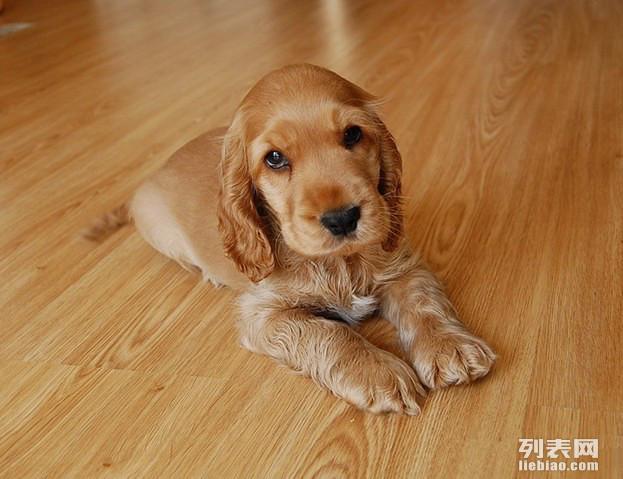 可卡犬起名字大全男孩（可卡犬起名字大全男孩子）