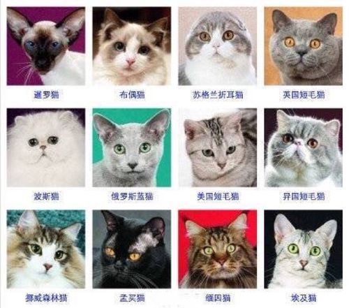 给小猫起名字大全6个（给小猫起名字可爱大全个性）