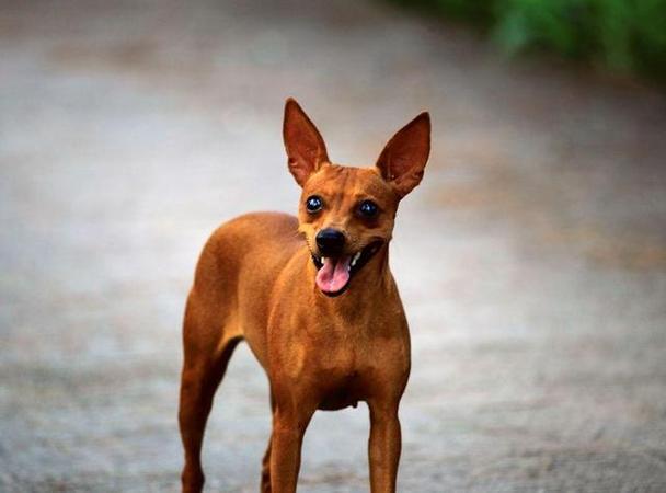 适合小鹿犬的名字大全（适合小鹿犬的名字大全两个字）