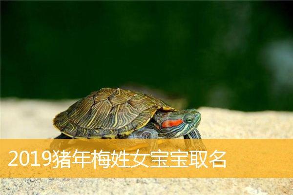 梅姓猪宝宝起名字（梅姓猪宝宝起名字男孩）