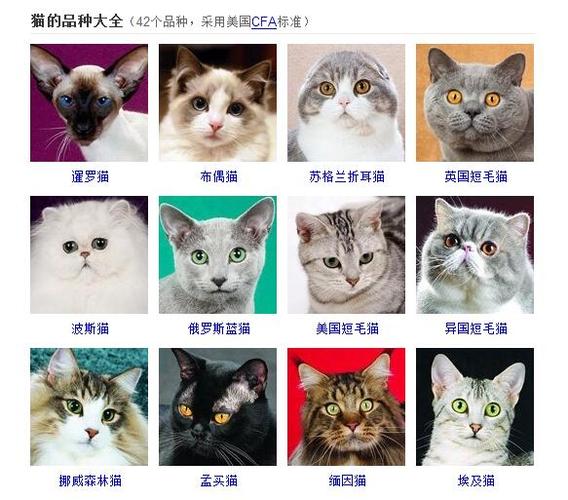 家猫起名字大全（家猫起名字大全男）