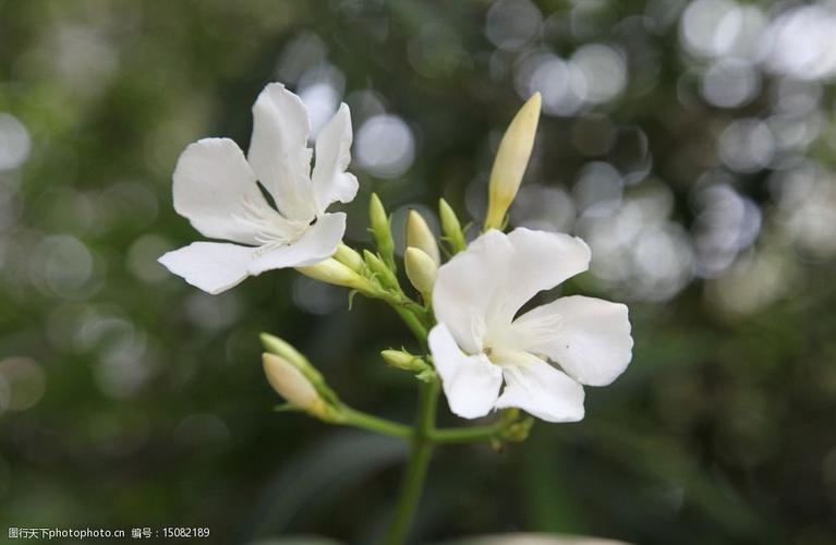 白色花名字大全（白色的花名字大全）