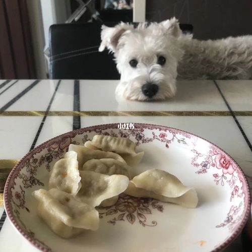 狗狗饺子店铺起名大全（狗狗能吃的饺子）