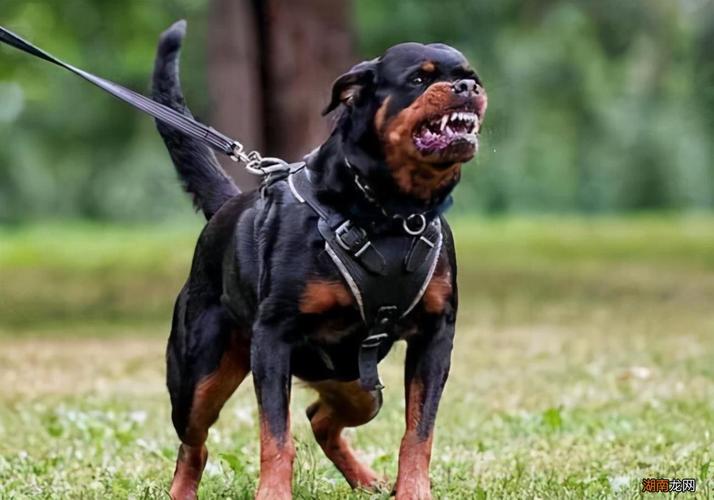 恶犬起名字大全（恶犬叫什么）