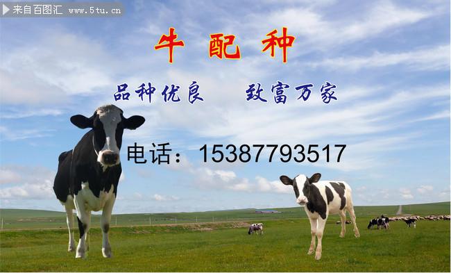 配种公司起名字怎么取好（配种公司起名字怎么取好呢）