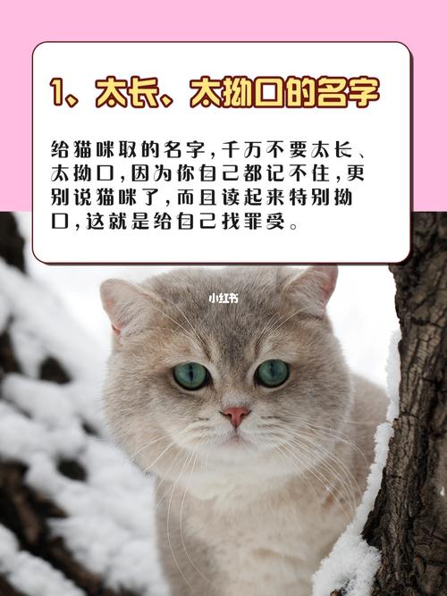 男孩养猫起名字大全（男孩养猫咪）