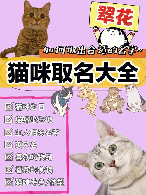 猫宝宝起名字搞笑（猫宝宝取什么名字好听）