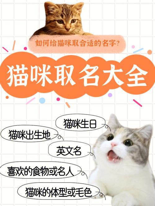 猫宝宝起名字搞笑（猫宝宝取什么名字好听）