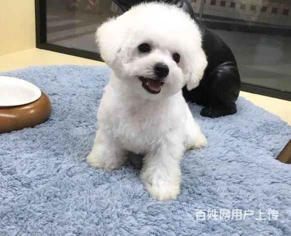 比熊犬起名字大全白色（公比熊取名字带财运）