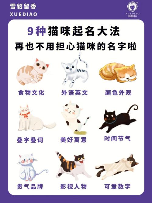 猫咪起名字大全叠字（猫咪取名字大全叠字）