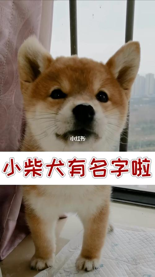 柴犬起名字宝宝男生（柴犬取名什么好听）