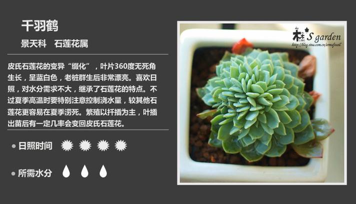 植物起名字公司推荐语（植物种植公司名字）