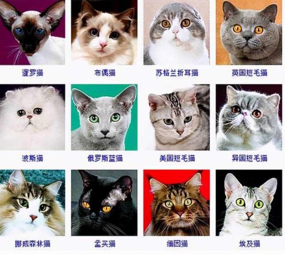 国外小猫起名字大全（国外小猫起名字大全男）