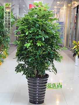 修绿植盆栽店铺起名大全（修绿植盆栽店铺起名大全图片）