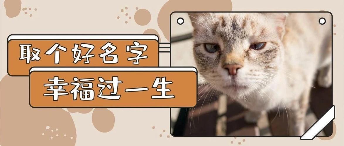 猫宠物公司起名字大全集（宠物公司名字 有创意）