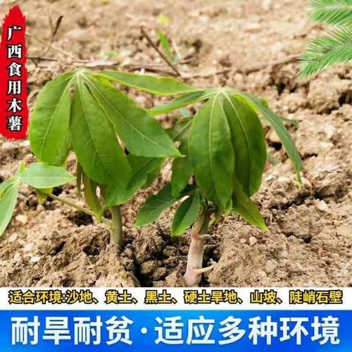 木薯种苗公司名称起名字（木薯种苗公司名称起名字大全）