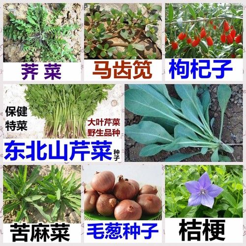 淘宝山野菜店铺起名字大全（淘宝山野菜店铺起名字大全图片）