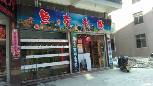 水族店起名字大全（水族店起名字大全男）