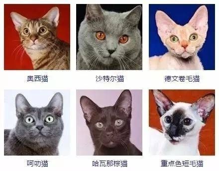 怎么样给宠物猫起名字大全（给宠物猫起什么名字）