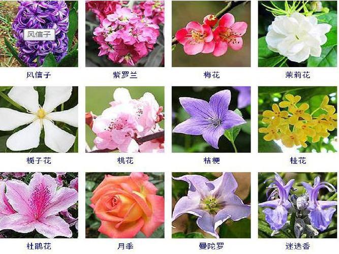 花卉名称起名字大全（花卉名字大全 名称）