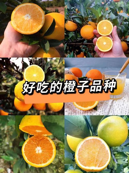 橙子起名推荐名字大全（橙子起名推荐名字大全女孩）