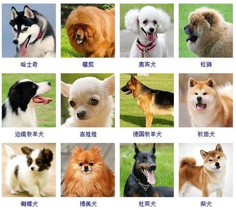 狗狗起名猫咪名字大全（猫猫狗狗取名字）