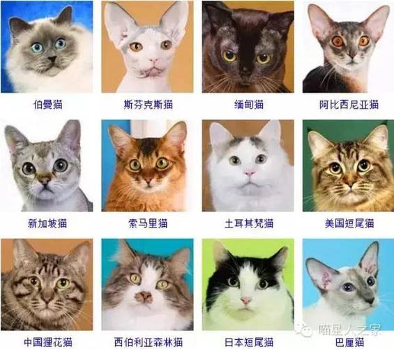 怎样给宠物猫起名字大全（怎样给宠物猫起名字大全好听）