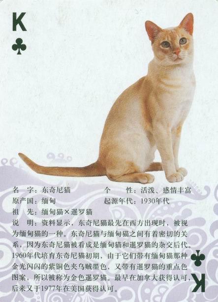 猫咪起名招财名字大全（猫咪洋气招财名字）