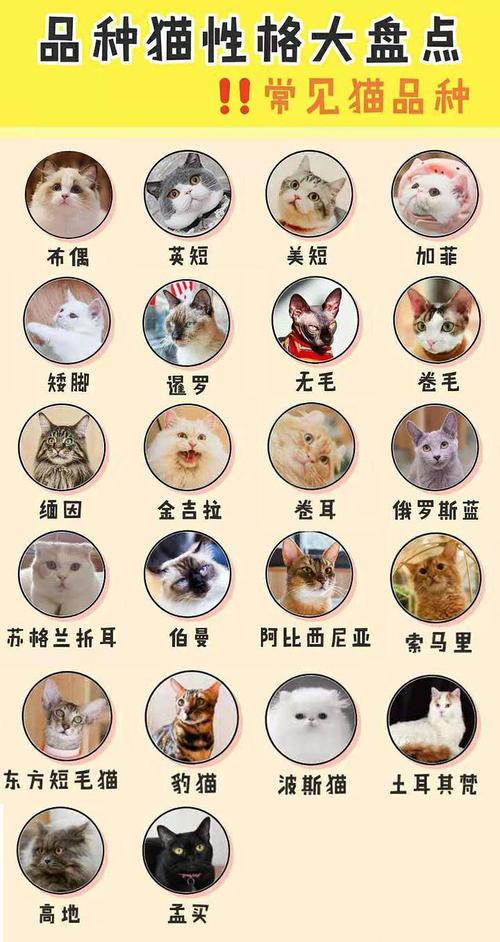 新猫起名字大全（新猫起名字大全可爱）