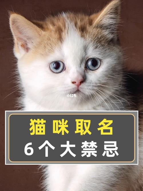 猫咪批发店铺起名大全可爱（猫的批发市场）