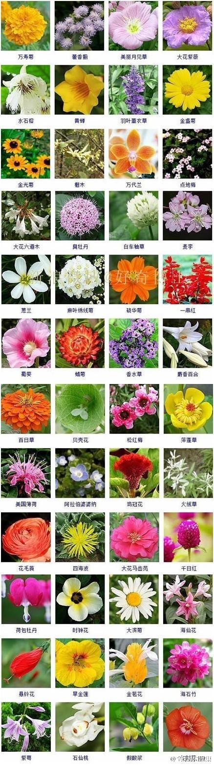 1000种花名大全及花语（1000种花名大全及花语戏谑）